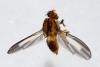 Peplomyza discoidea